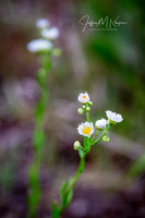 untitled_June 23, 2018_00010-PSedit-PSedit
