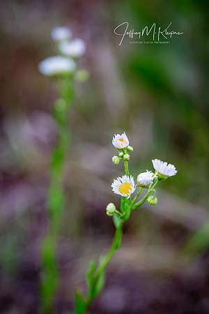 untitled_June 23, 2018_00010-PSedit-PSedit