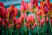 untitled_April 01, 2016_00013-PSedit
