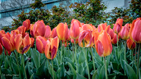 untitled_April 01, 2016_00008-PSedit