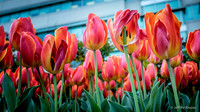 untitled_April 01, 2016_00014-PSedit