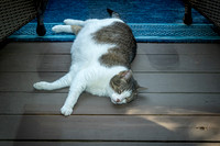 untitled_July 24, 2020_00028-PSedit