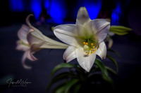 untitled_April 01 2018_00095-PSedit-PSedit