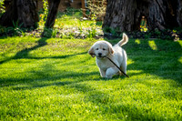 untitled_April 11, 2021_00002-PSedit