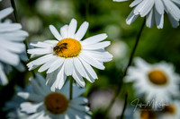 _76A1395-PSedit-PSedit