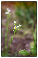 untitled_June 23, 2018_00009-PSedit-PSedit(Daisy Fleabane)