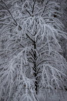 untitled_January 12, 2019_00004-PSedit