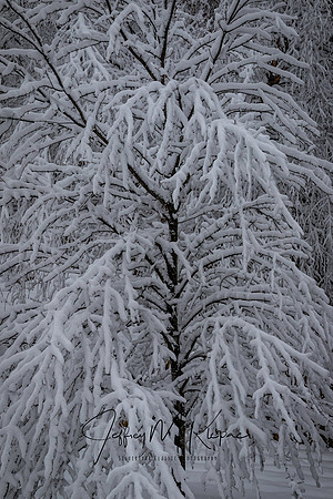 untitled_January 12, 2019_00004-PSedit